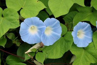 蓝色牵牛花