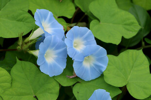 蓝色牵牛花