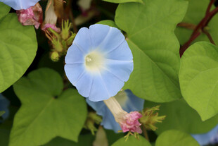 蓝色牵牛花