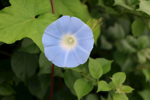 蓝色牵牛花