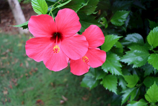 扶桑花