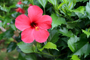 扶桑花