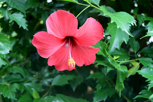 扶桑花