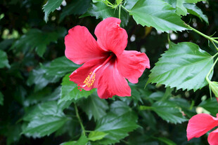 扶桑花