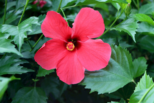 扶桑花