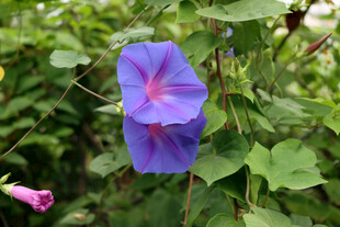 牵牛花