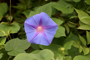 牵牛花