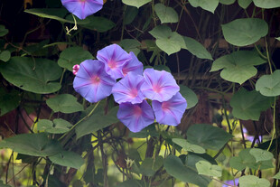 牵牛花