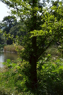 植物园风景  