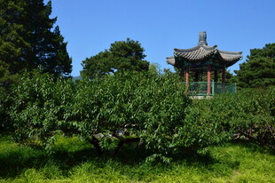 植物园风景  
