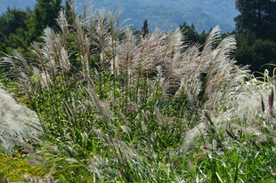 芒草风景  