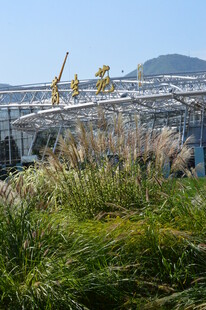 芒草风景  