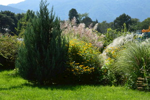 芒草风景  