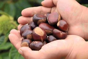 板栗