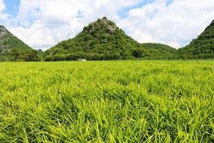 生姜基地