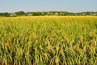 农村丰收的田野