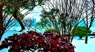 梅溪湖公园的雪景