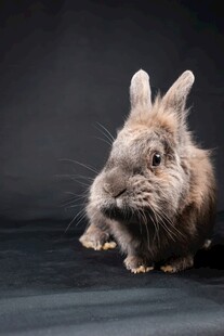 灰色欧洲兔