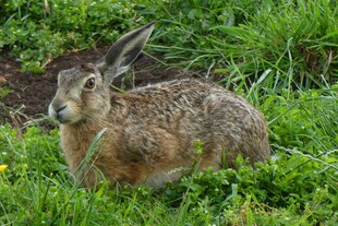 长耳兔