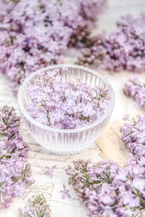 丁香花素材壁纸