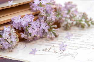 丁香花素材壁纸