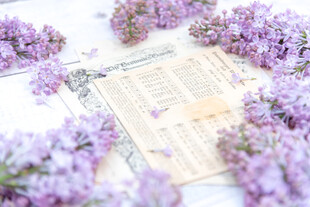 丁香花素材壁纸