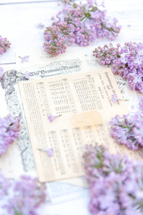 丁香花素材壁纸