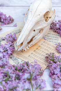 丁香花素材壁纸