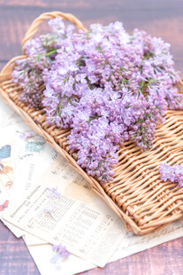 丁香花素材壁纸