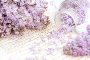 丁香花素材壁纸