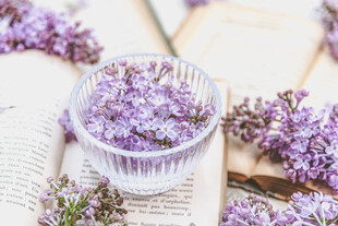 丁香花素材壁纸