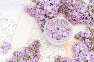 丁香花素材壁纸