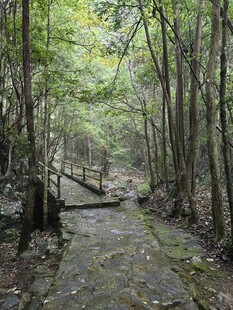小溪 森林 小桥