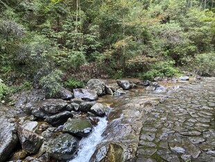 小溪森林