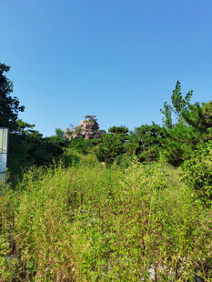 高山树林