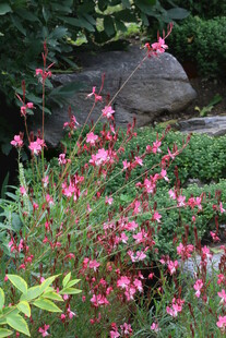 山桃草 