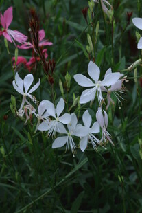 山桃草  