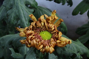 菊花 
