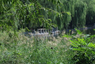 公园风景 