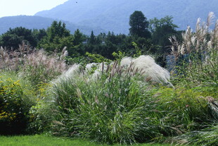 芒草风景 