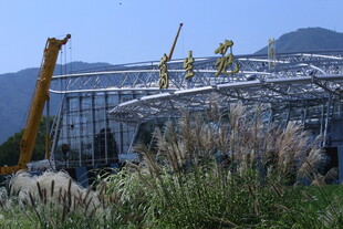 芒草风景  
