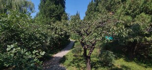 公园风景 