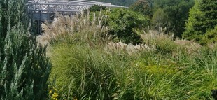 芒草风景 
