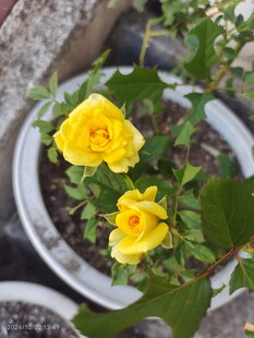 黄色月季花