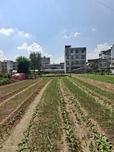 菜地风光