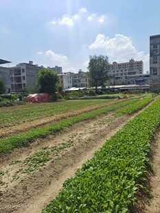 菜 地