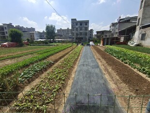 菜园子