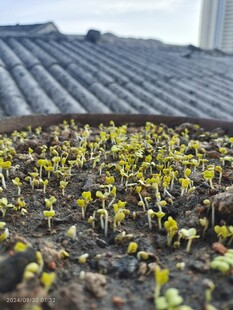 小白菜芽