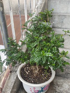 胡椒木