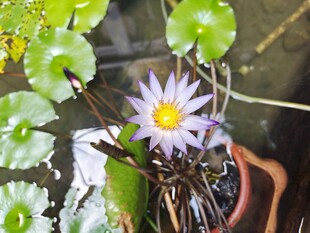 延药睡莲